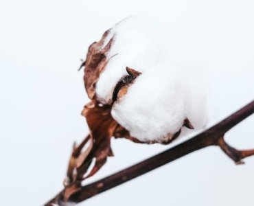 Lyocell vs. Baumwolle: Welcher Stoff passt besser zu deinem Alltag?